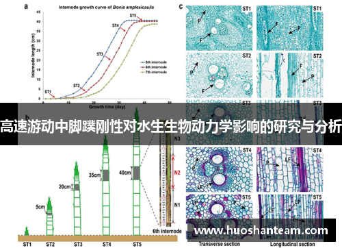 高速游动中脚蹼刚性对水生生物动力学影响的研究与分析